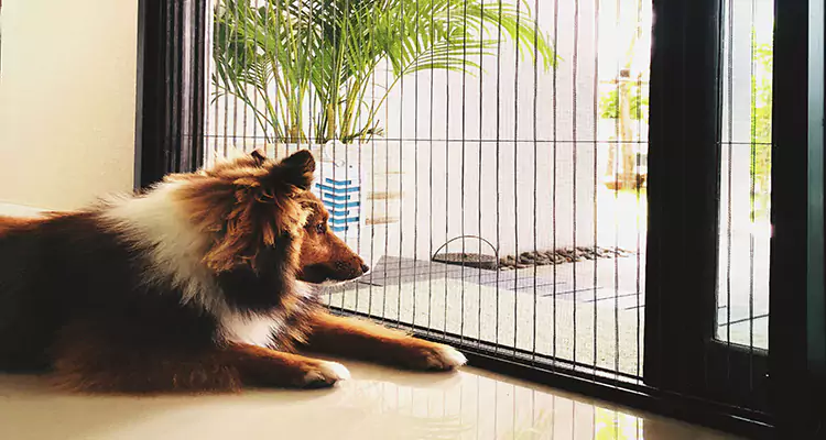Sliding Screen Pet Door Repair in Lakeside, FL